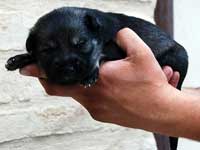 cucciolo di lupino italiano